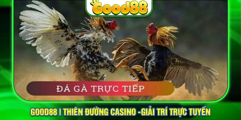 Các hình thức đá gà hiện đang thịnh hành hiện nay