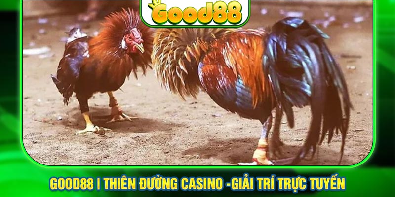 Lý do anh em nên lựa chọn đá gà Good88 làm điểm đến